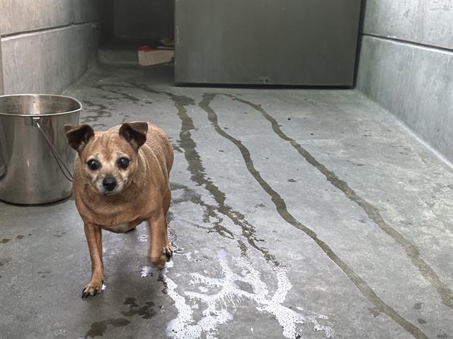 Dog found Pasadena