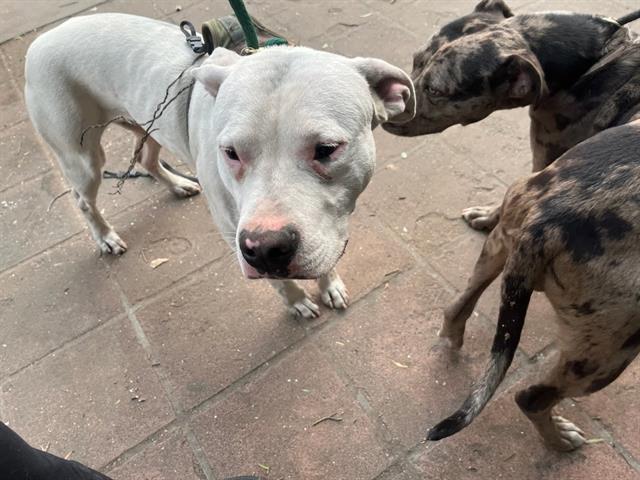 Dog found Pasadena