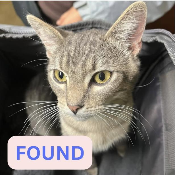 Cat found