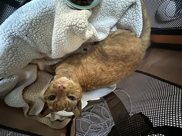 Cat found Pasadena