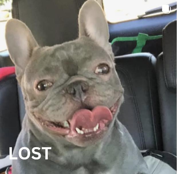 Dog lost Alta Dena