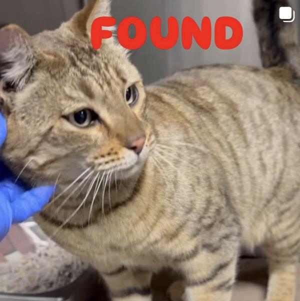 Cat found