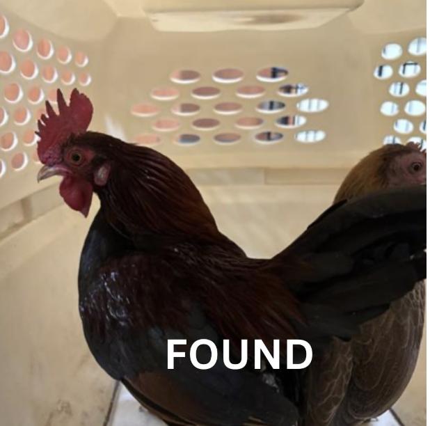Chicken  found