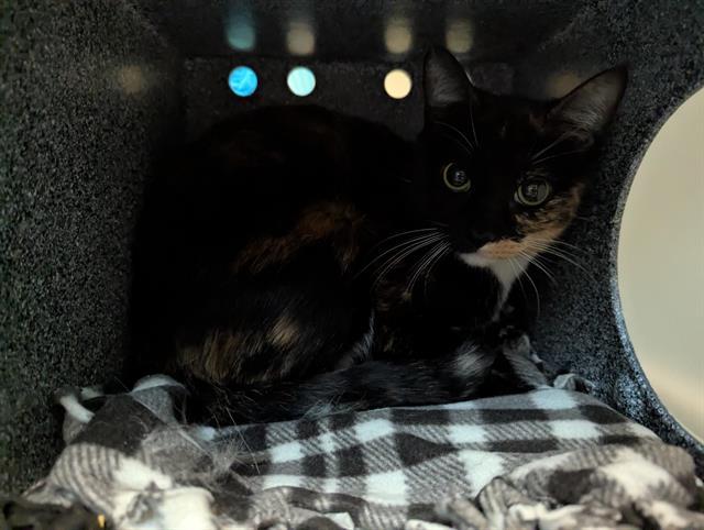 Cat found Pasadena