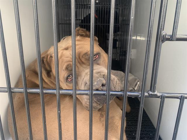 Dog found Pasadena