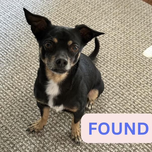 Dog found