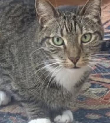 Cat lost 16525 Akron St, Pacific Palisades, CA 90272