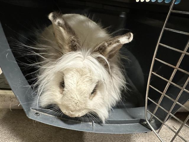 Rabbit found Pasadena