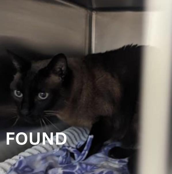 Cat found