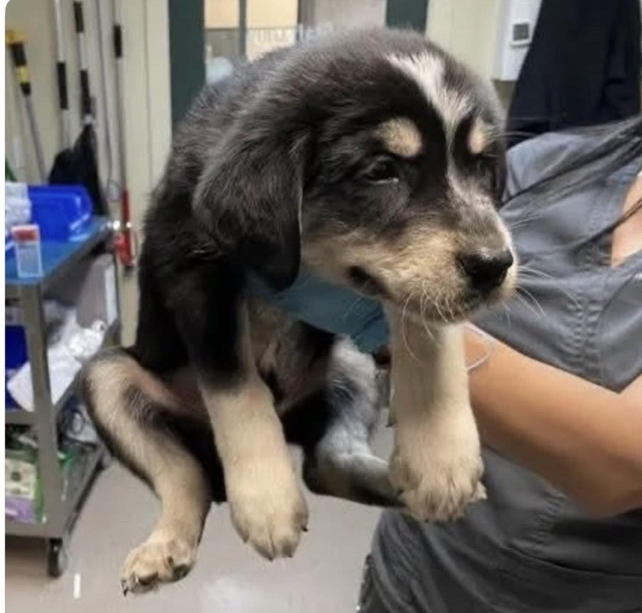 Dog found Pasadena
