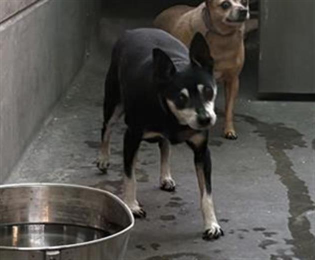 Dog found Pasadena
