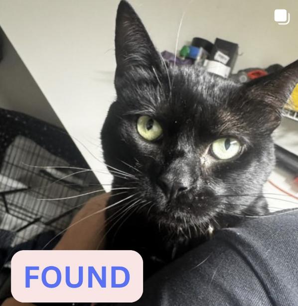 Cat found