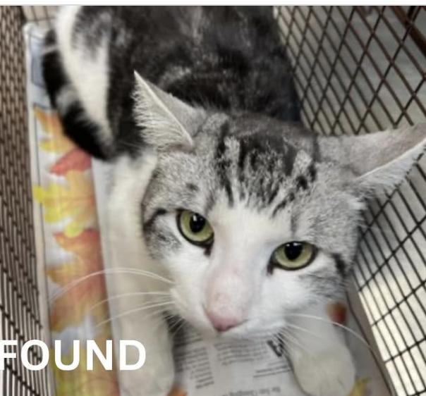 Cat found