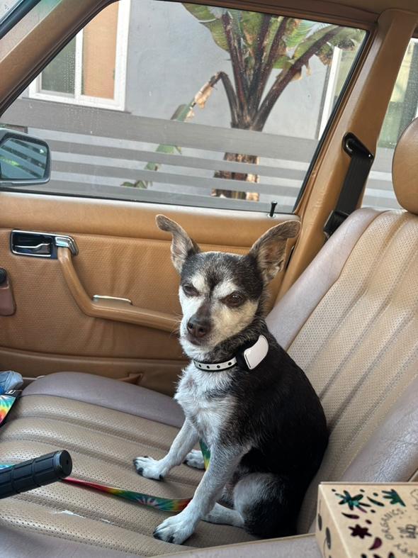 Dog found Venice