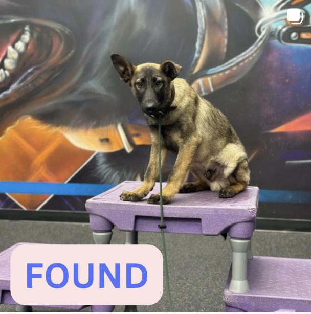 Dog found Unknown