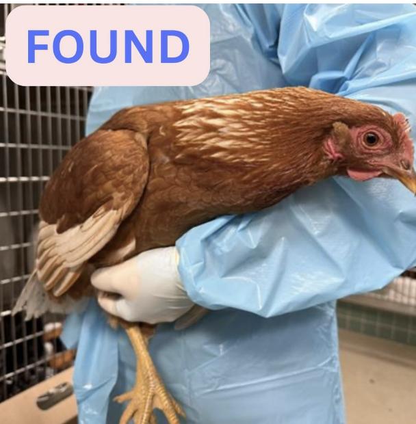 Chicken  found Altadena