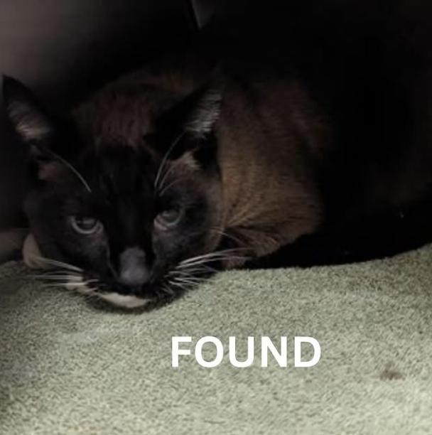 Cat found