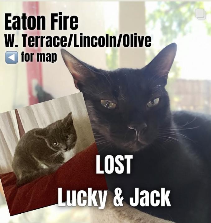 Cat lost Terrance / Lincoln / Olive