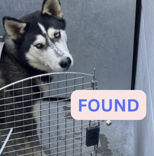 Dog found The location were the dog was found is Maiden lane and Wapello street.