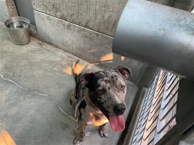 Dog found Pasadena
