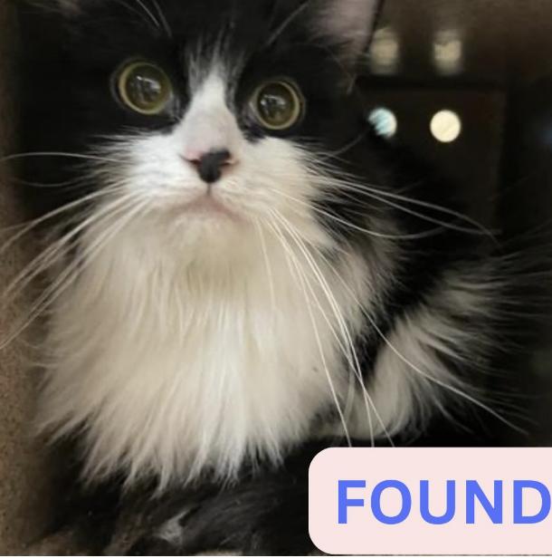 Cat found Altadena