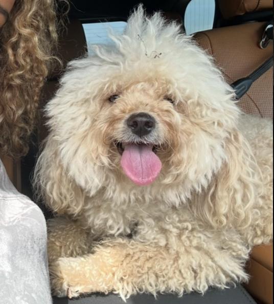 Dog lost Palisades