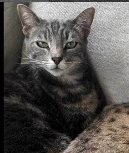 Cat lost 17015 pacific Coast Highway