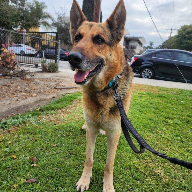 German shepherd