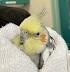 Cockatiel