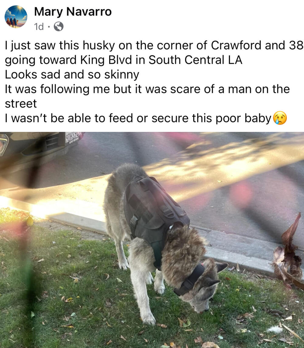 Gray big dog found