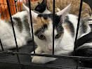 Found cat calico white red black