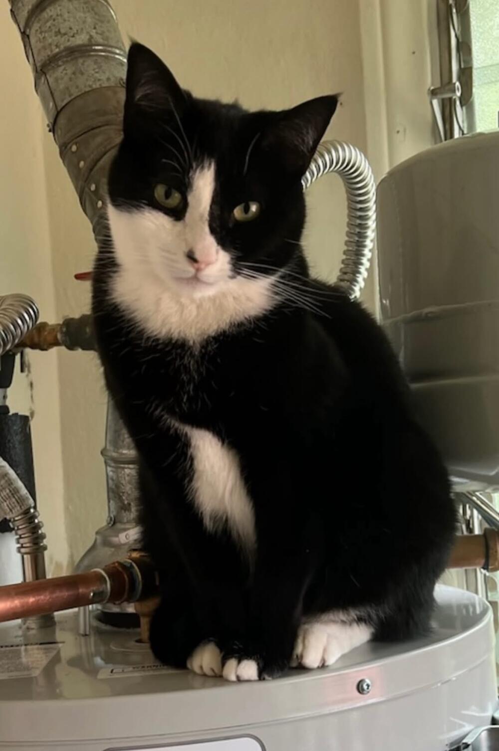 Black and white cat lost. Altadena Pasadena 🔥