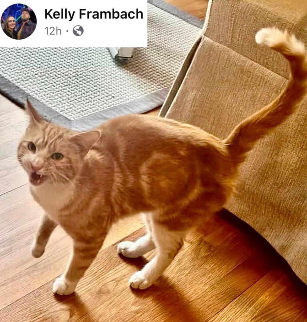 Orange ginger tabby cat found. 🔥 Altadena 🔥