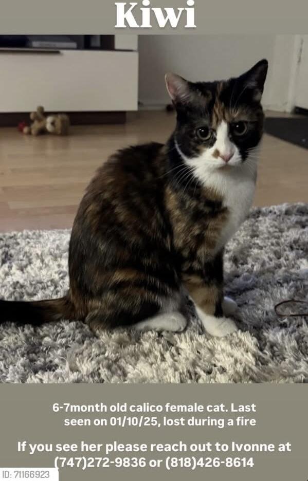 Calico and white female cat