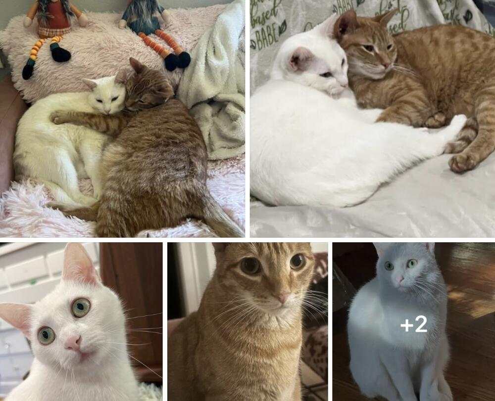 Lost cat FLYNN: Orange tabby, male, 15llos, fixed, 3yrs LUCY: White short hair, female, 12lbs, fixed,