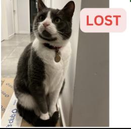 Cat lost Last seen on corner of Altadena Drive and Highview