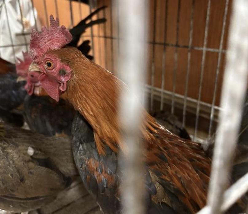 Bird found Pasadena Humane
