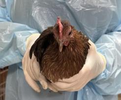Bird found Pasadena Humane