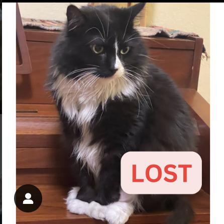 Cat lost East Palm Street and Lake in Altadena