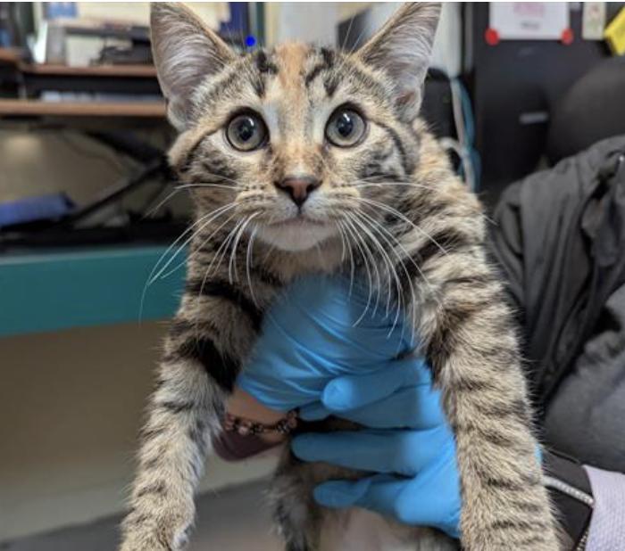 Cat found Pasadena Humane