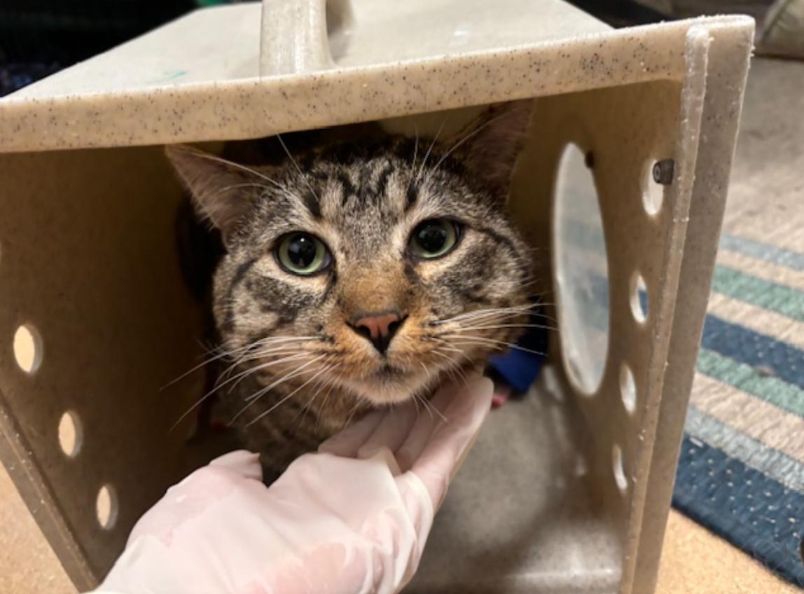 Cat found Pasadena Humane