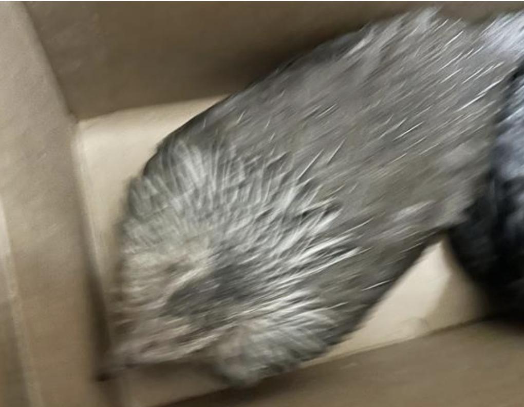 Bird found Pasadena Humane