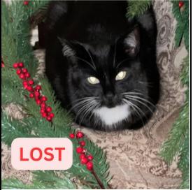 Cat lost 2000 Maiden Lane, Altadena