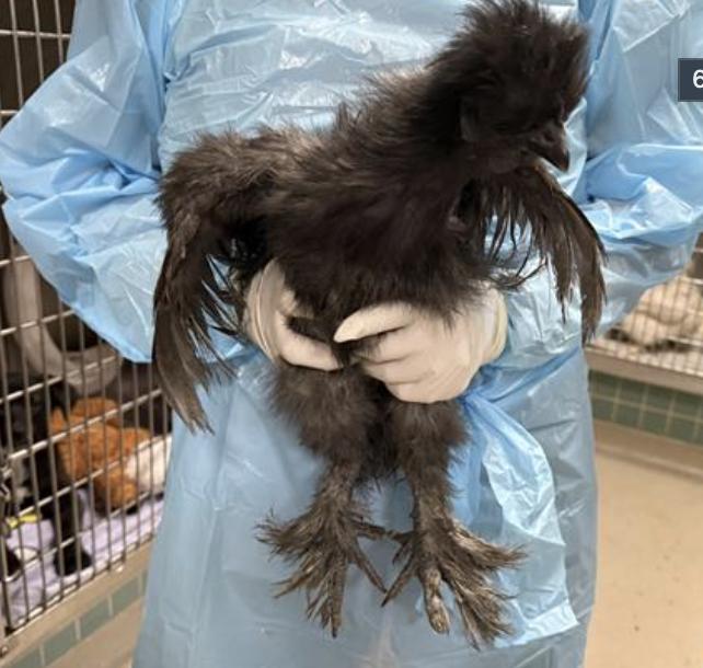 Bird found Pasadena Humane