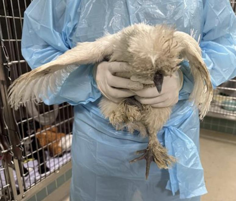 Bird found Pasadena Humane