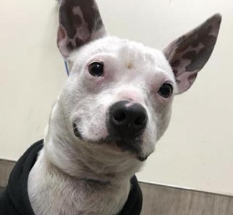 Dog found Pasadena Humane