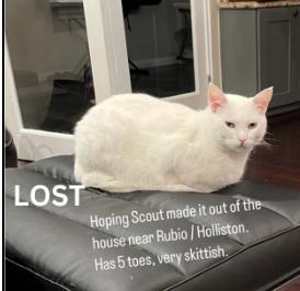 Cat lost Rubio / Holliston, Altadena