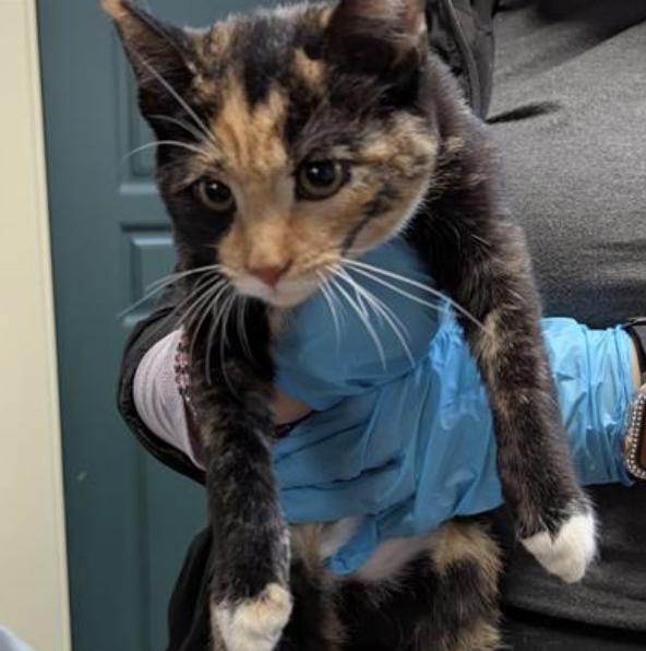 Cat found Pasadena Humane