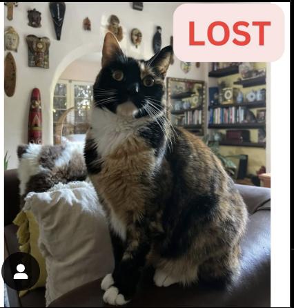 Cat lost End of East Palm Street and Lake in Altadena