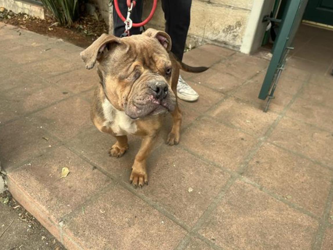 Dog found Pasadena Humane